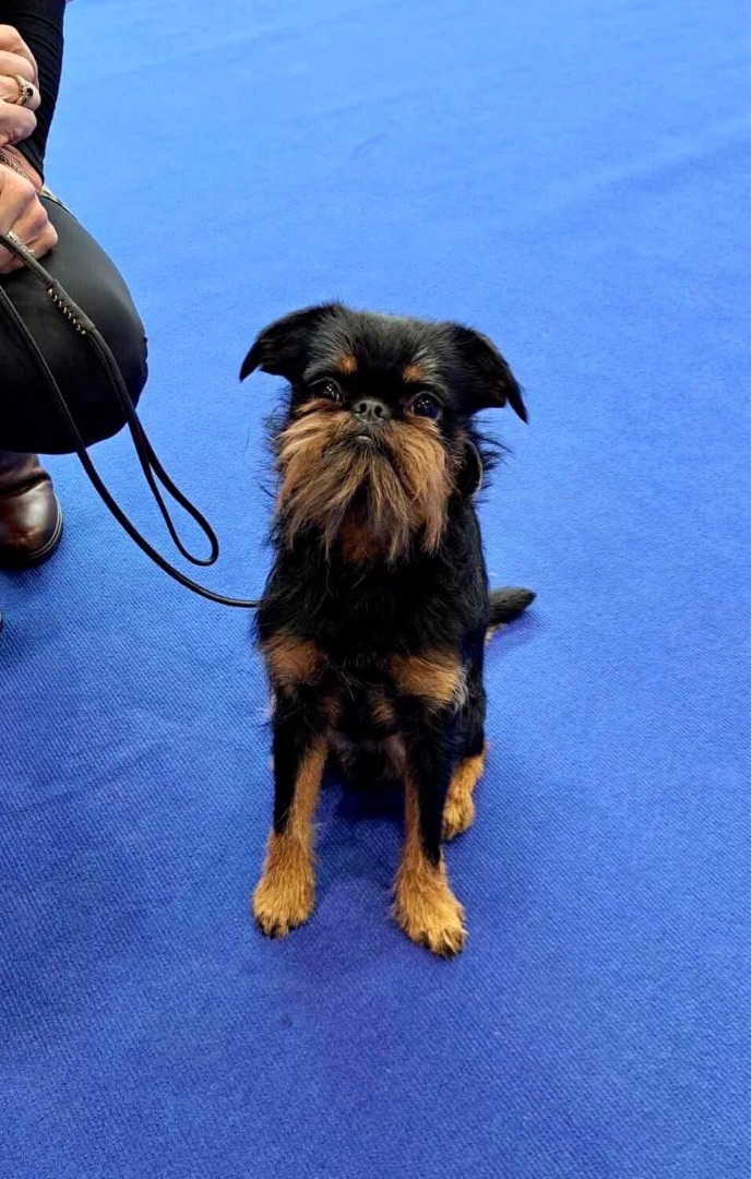 Ricky – Belgický Griffonek na výstavě